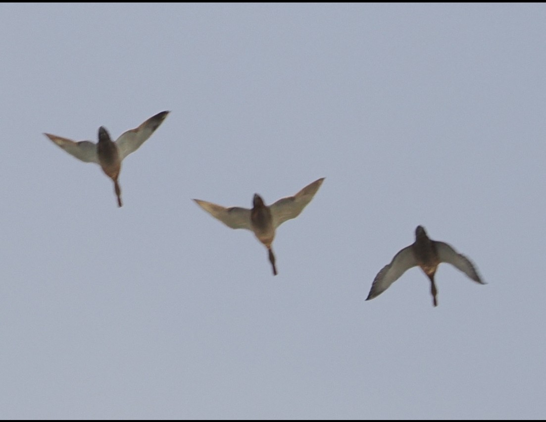 duck sp. - ML645778162