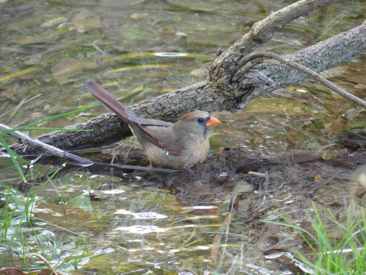 Northern Cardinal - ML645778163