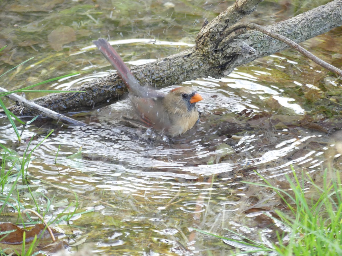 Northern Cardinal - ML645778164