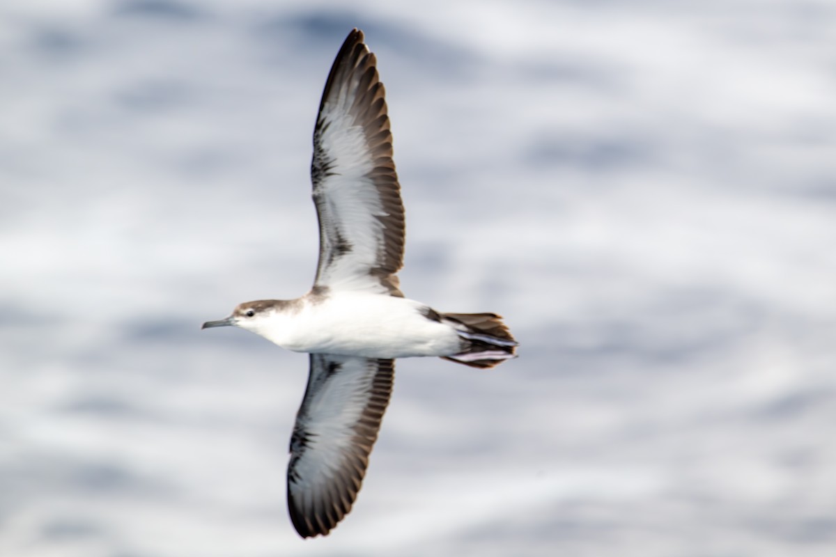 Sargasso Shearwater - ML645778166