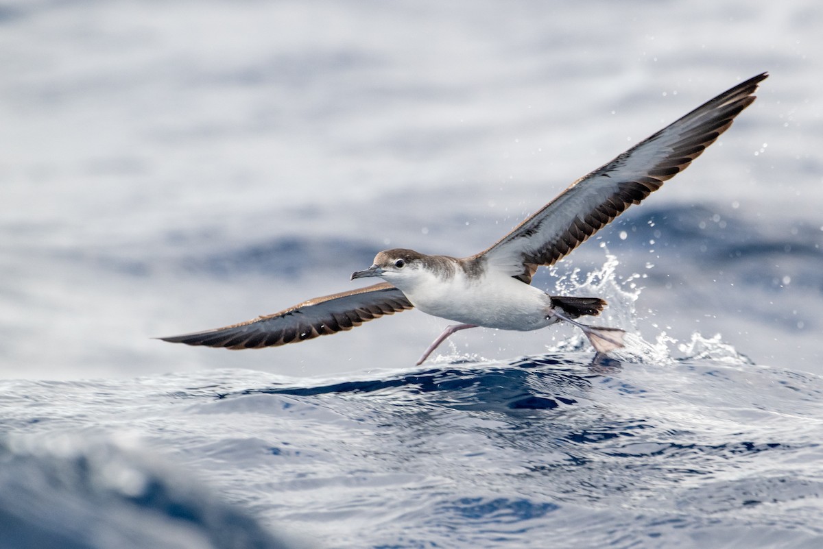 Sargasso Shearwater - ML645778167