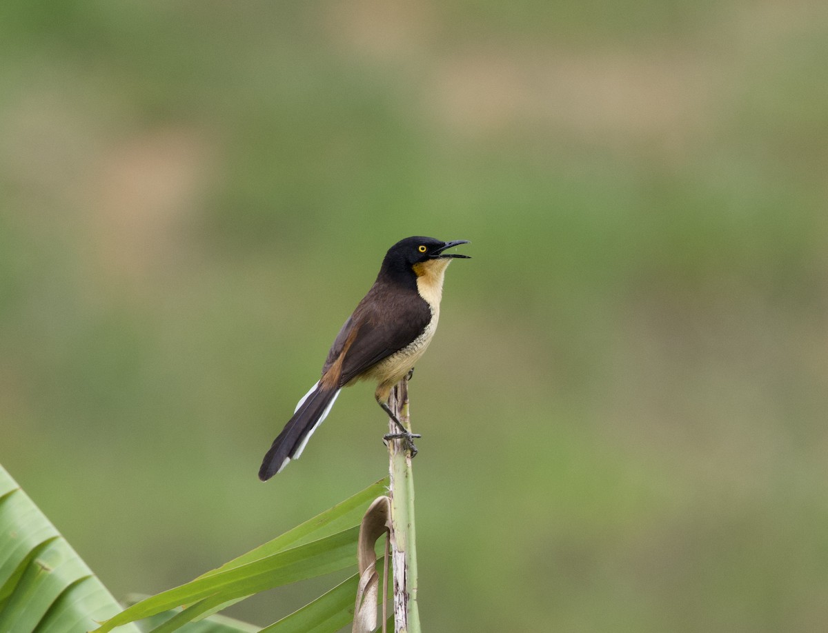 Rohrspötter - ML645778168