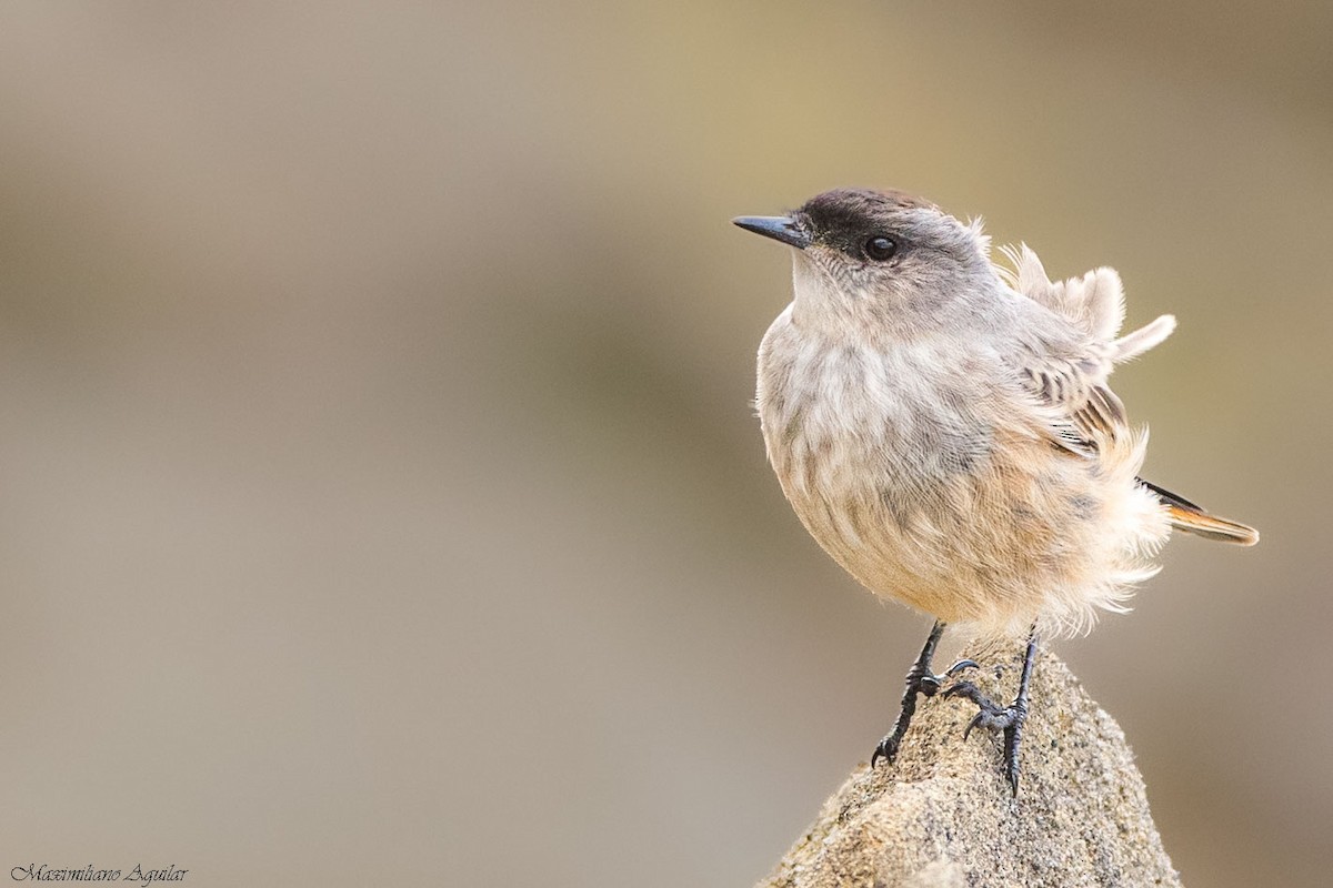 Dormilon à ventre roux - ML645778169