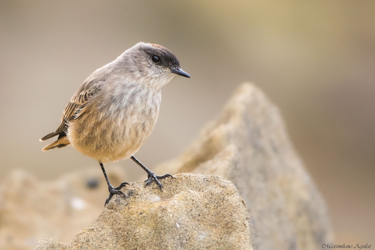 Dormilon à ventre roux - ML645778170