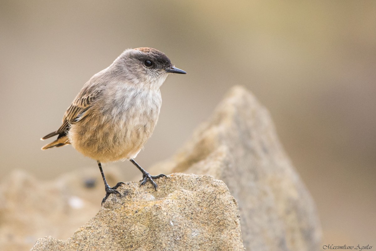 Dormilon à ventre roux - ML645778171