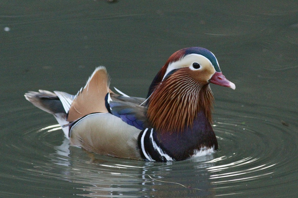 Mandarin Duck - ML645778178