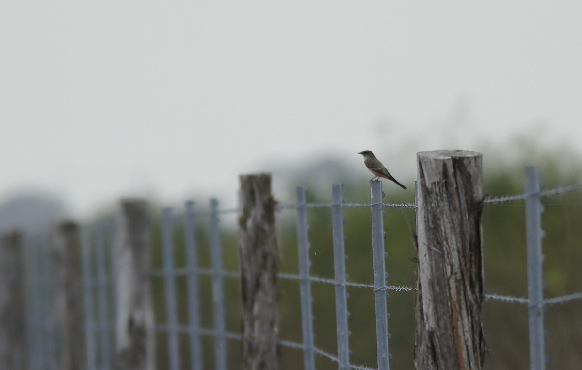 Say's Phoebe - ML645778179