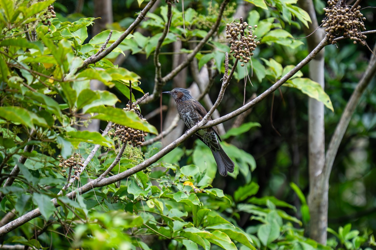 棕耳鵯 - ML645778181