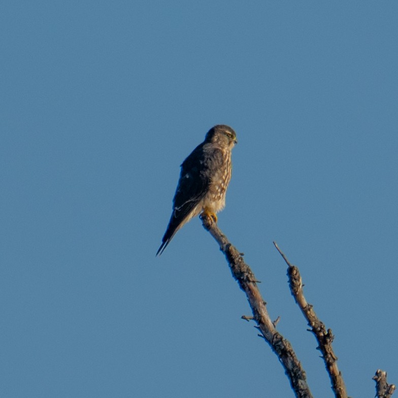 Merlin - ML645778186