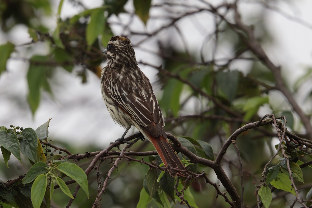 Süd-Fleckenmaskentyrann - ML645778191