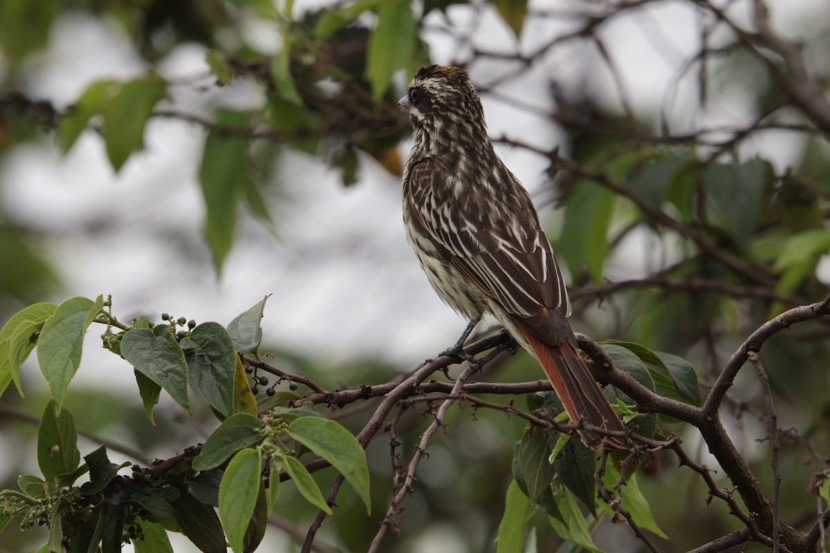 Süd-Fleckenmaskentyrann - ML645778192