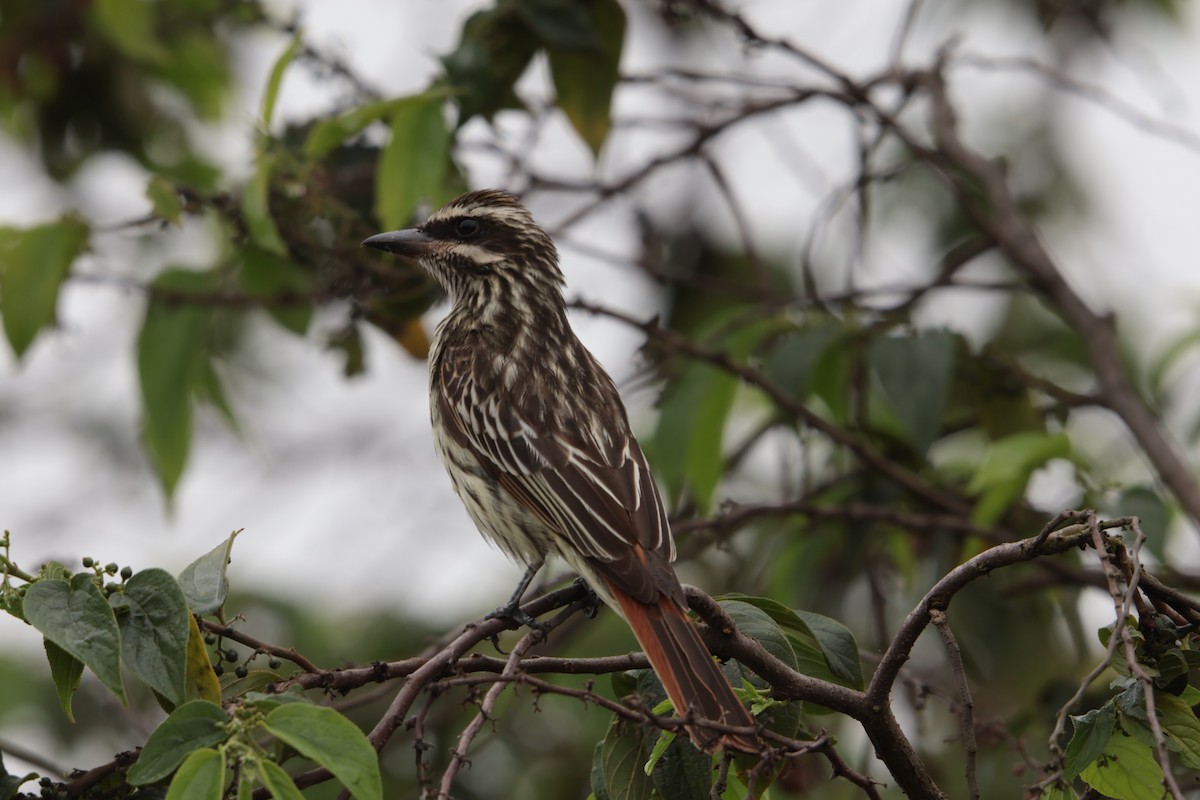 Süd-Fleckenmaskentyrann - ML645778193