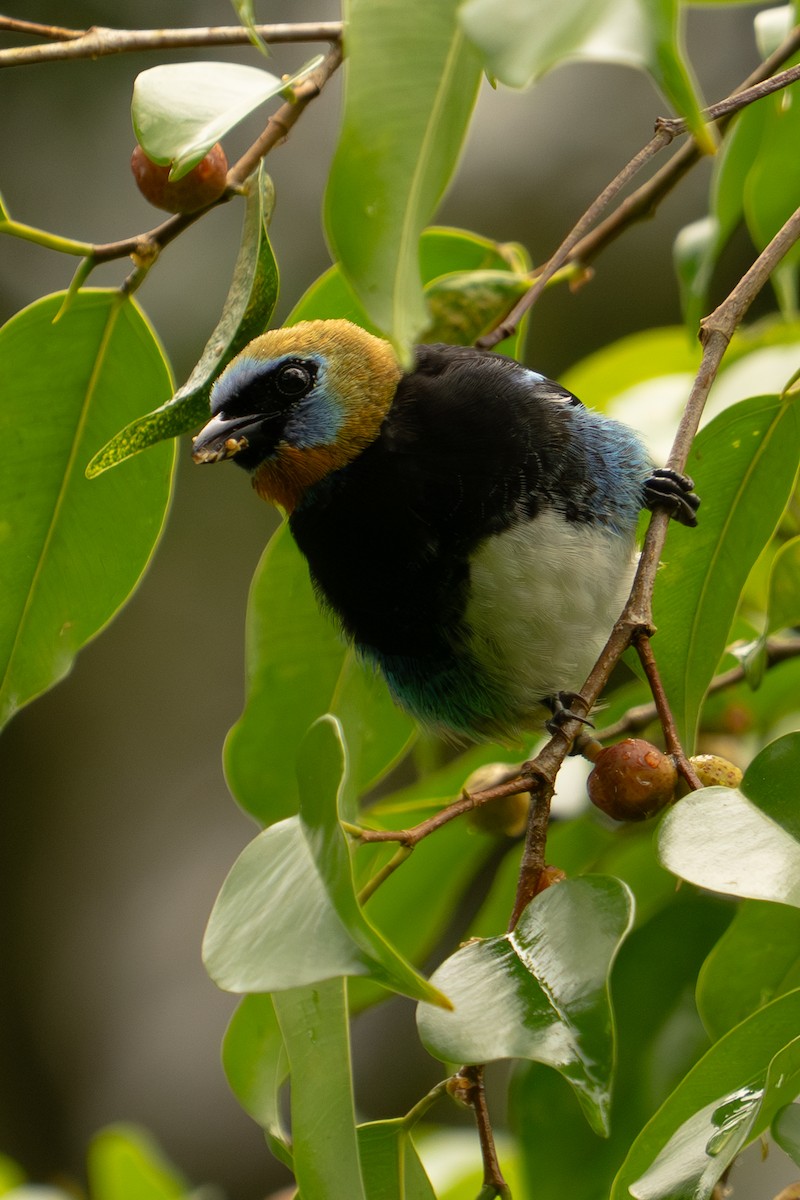 gullhettetanagar - ML645778194