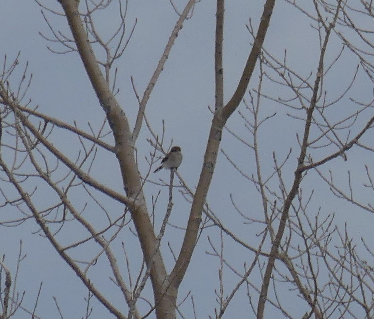 Northern Shrike - ML645778197
