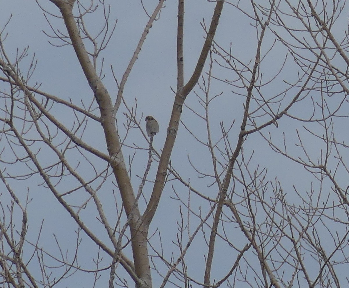 Northern Shrike - ML645778198