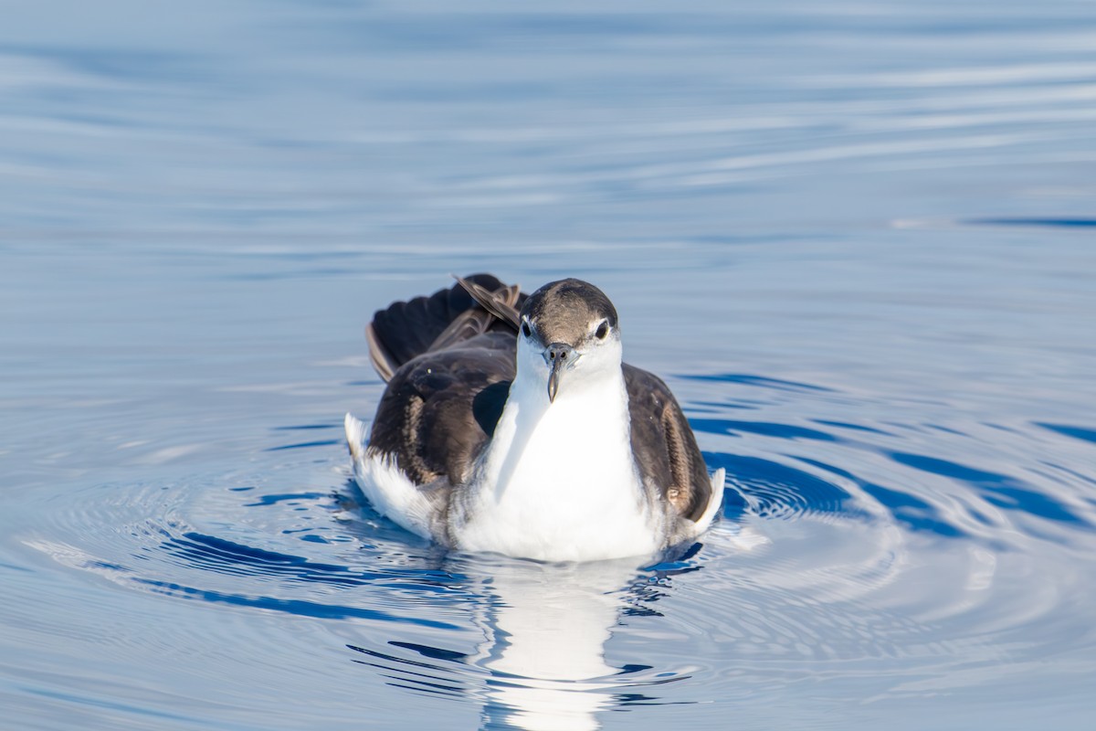 Sargasso Shearwater - ML645778206