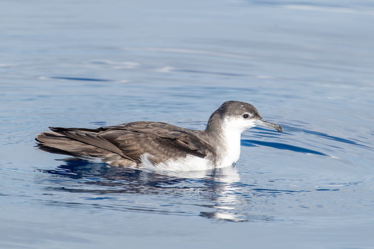 Sargasso Shearwater - ML645778207