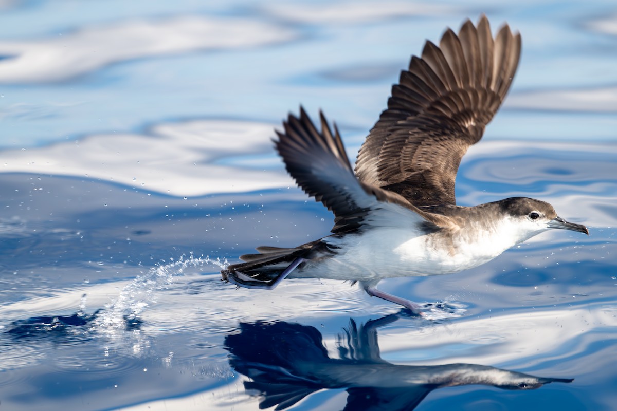 Sargasso Shearwater - ML645778208