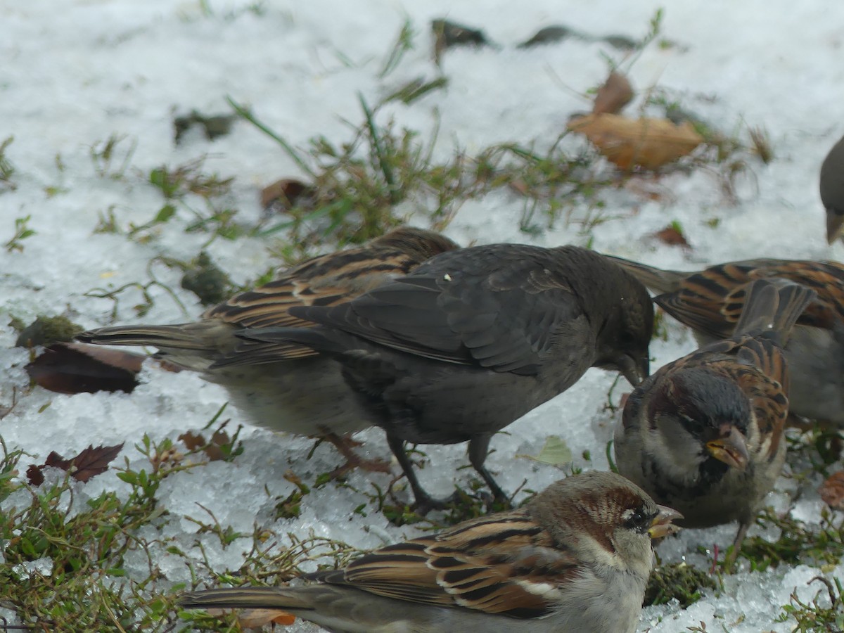 Brown-headed Cowbird - ML645778221