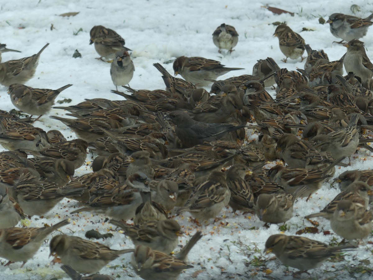 Brown-headed Cowbird - ML645778222