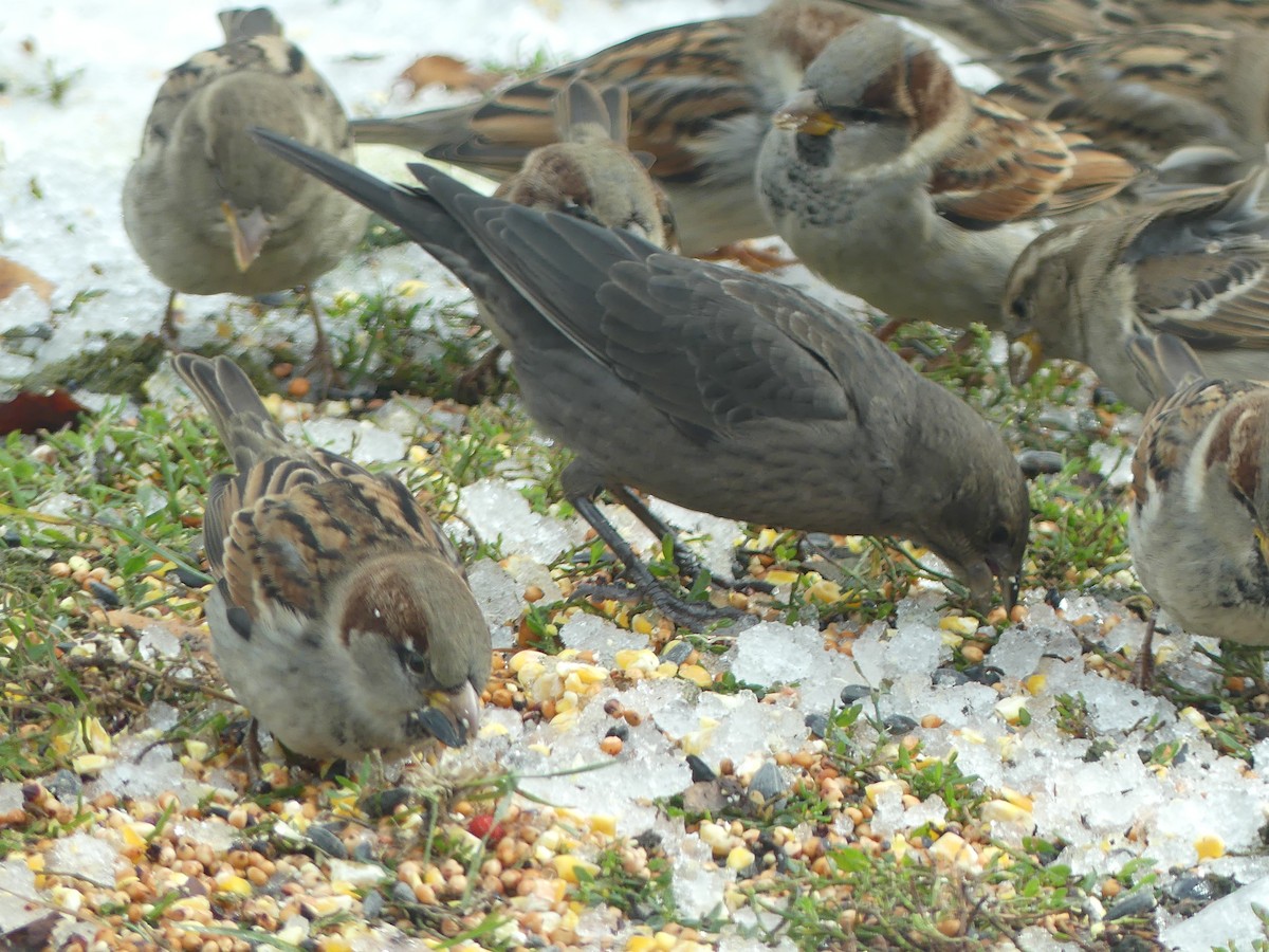 Brown-headed Cowbird - ML645778223