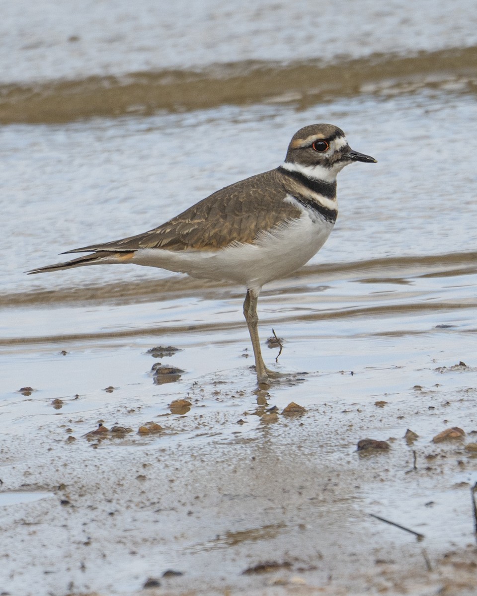 Pluvier kildir - ML645778231