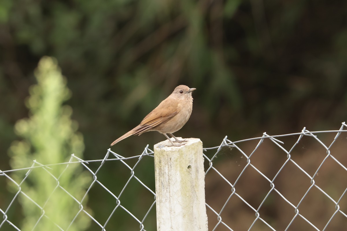 Pale-breasted Thrush - ML645778237