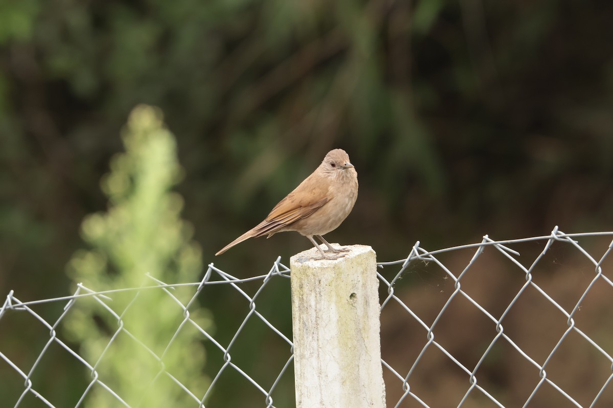 Pale-breasted Thrush - ML645778238