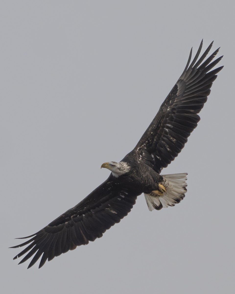 Pygargue à tête blanche - ML645778243