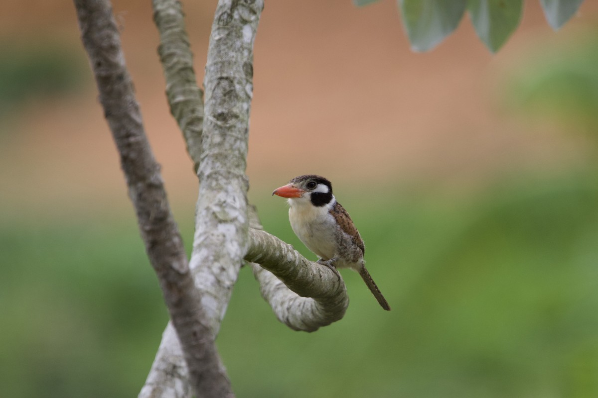 Weißohr-Faulvogel - ML645778246