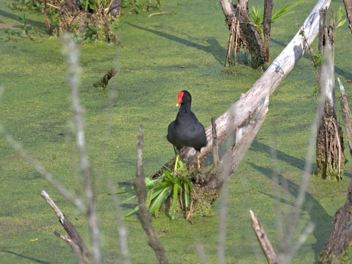 סופית אמריקנית - ML645778266