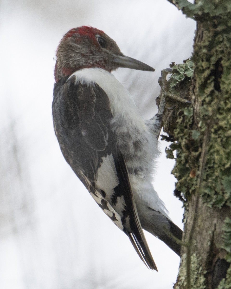 Pic à tête rouge - ML645778267