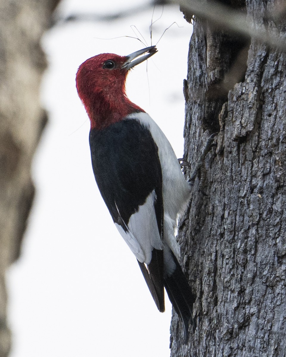 Pic à tête rouge - ML645778268