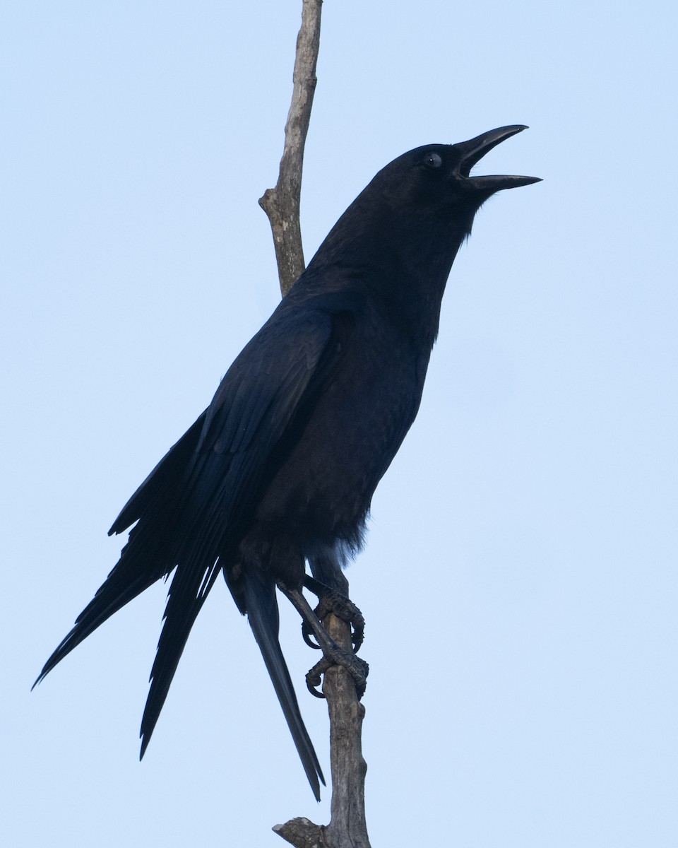 Corneille d'Amérique - ML645778273