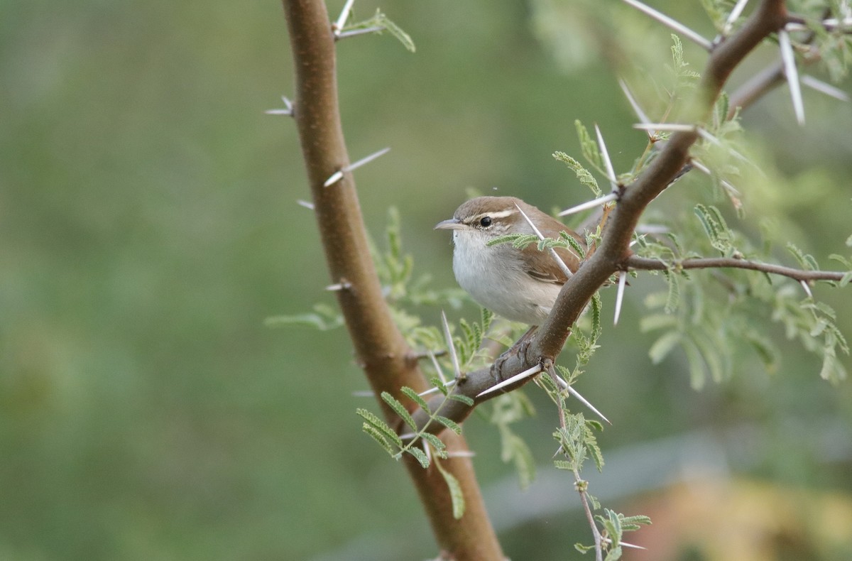 Bewick's Wren - ML645778274