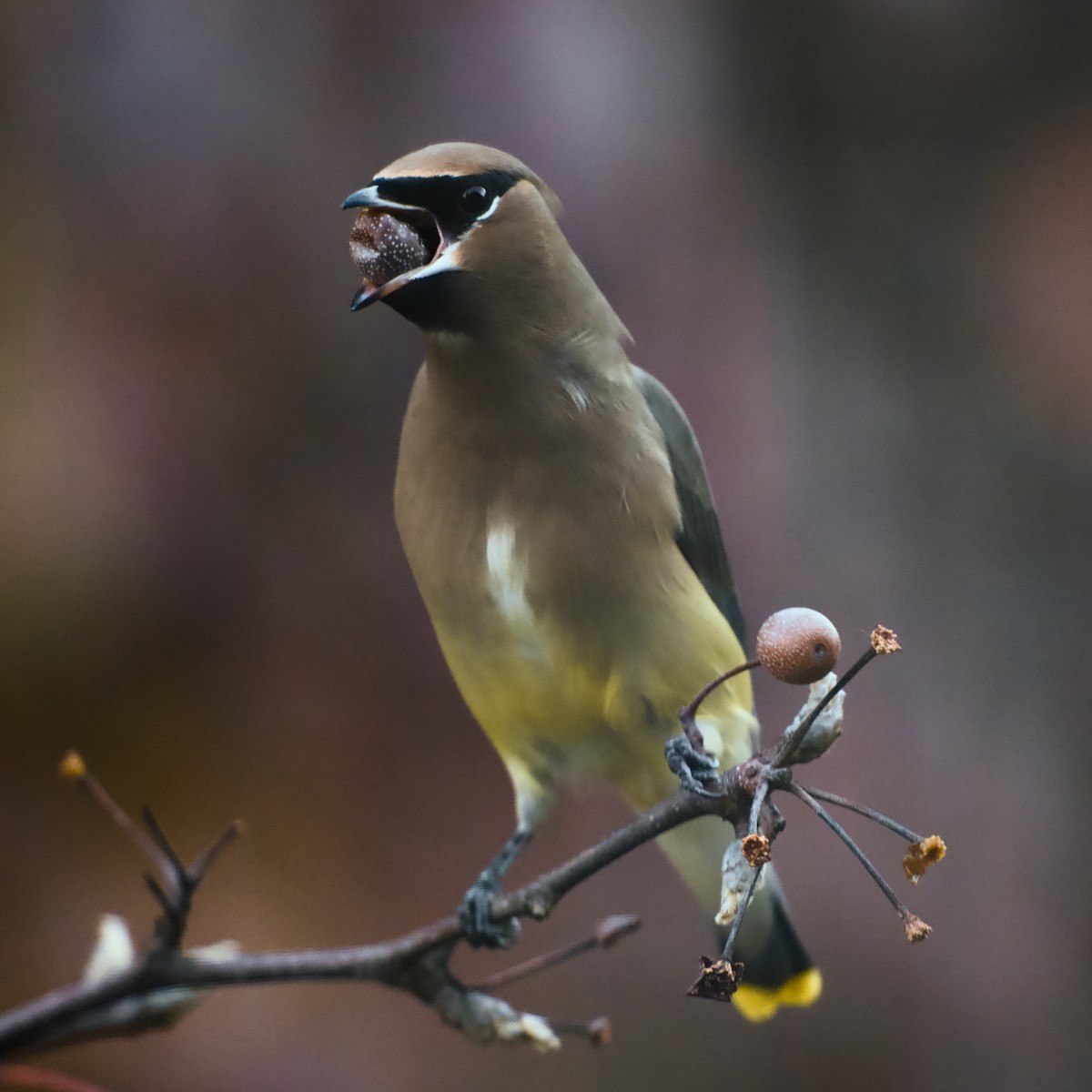 Cedar Waxwing - ML645778279