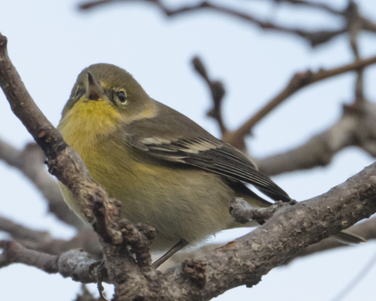 Paruline des pins - ML645778280