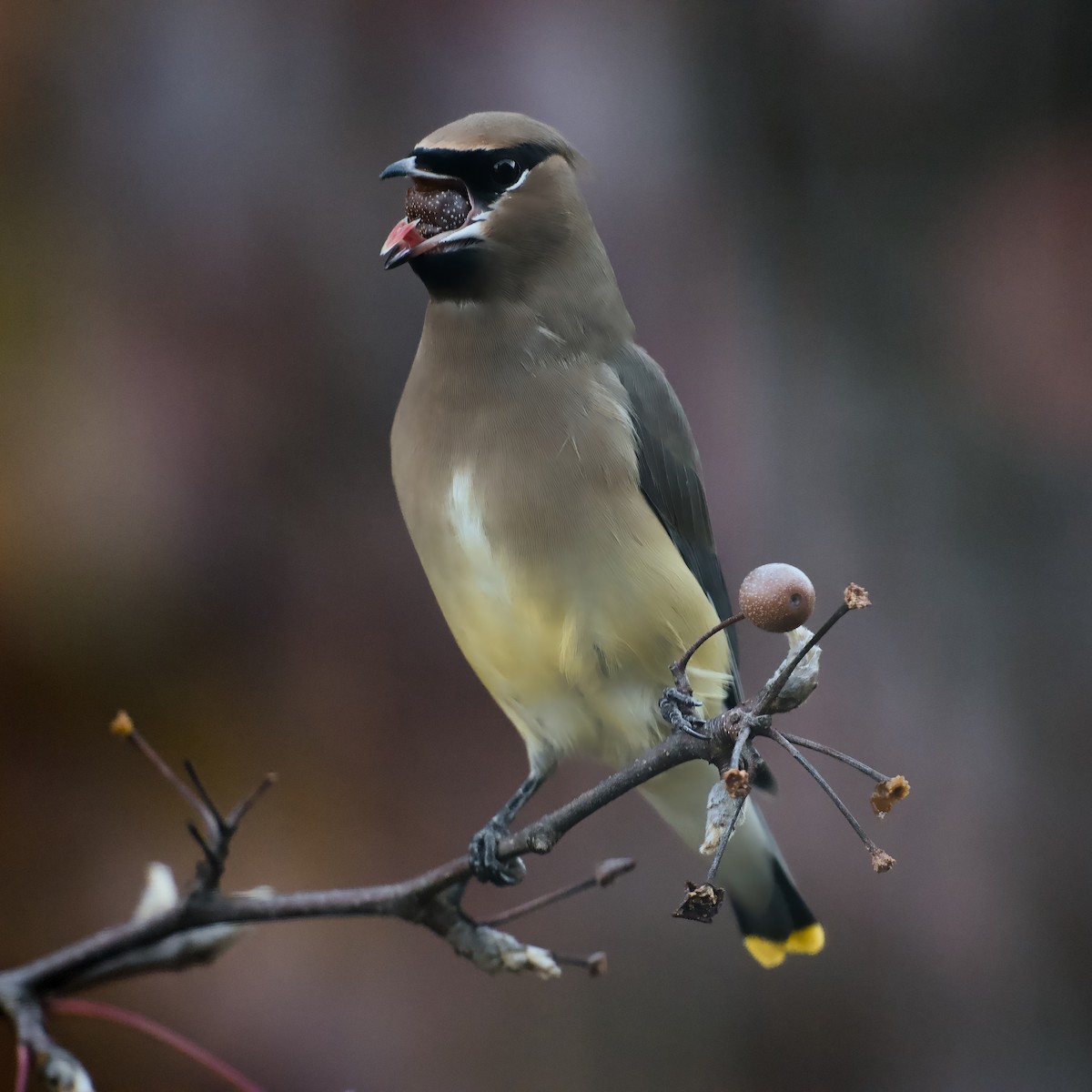 Cedar Waxwing - ML645778281