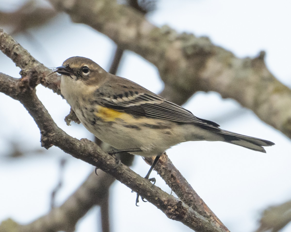 Paruline à croupion jaune - ML645778283