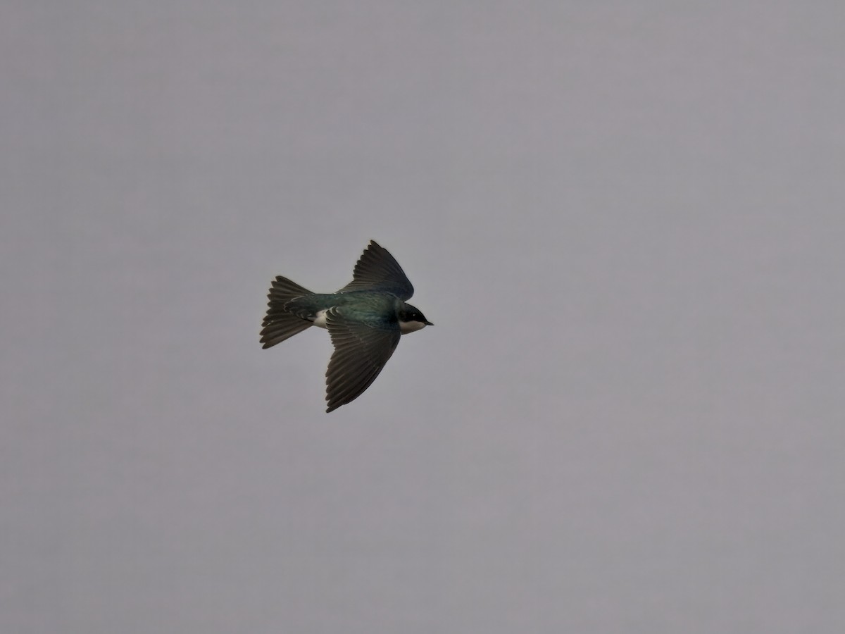 Tree Swallow - ML645778284