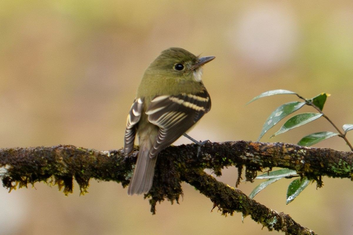 Acadian Flycatcher - ML645778288