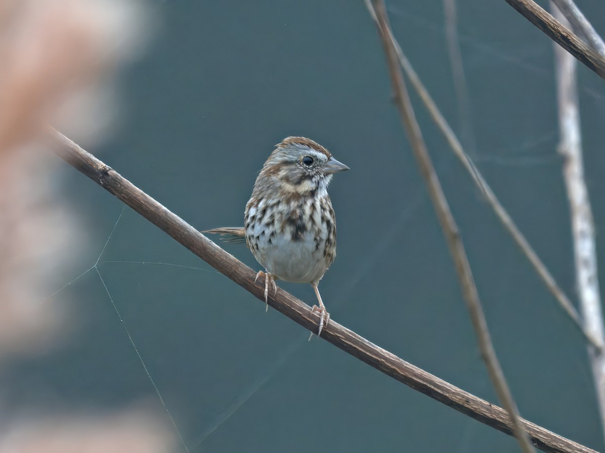 Song Sparrow - ML645778289