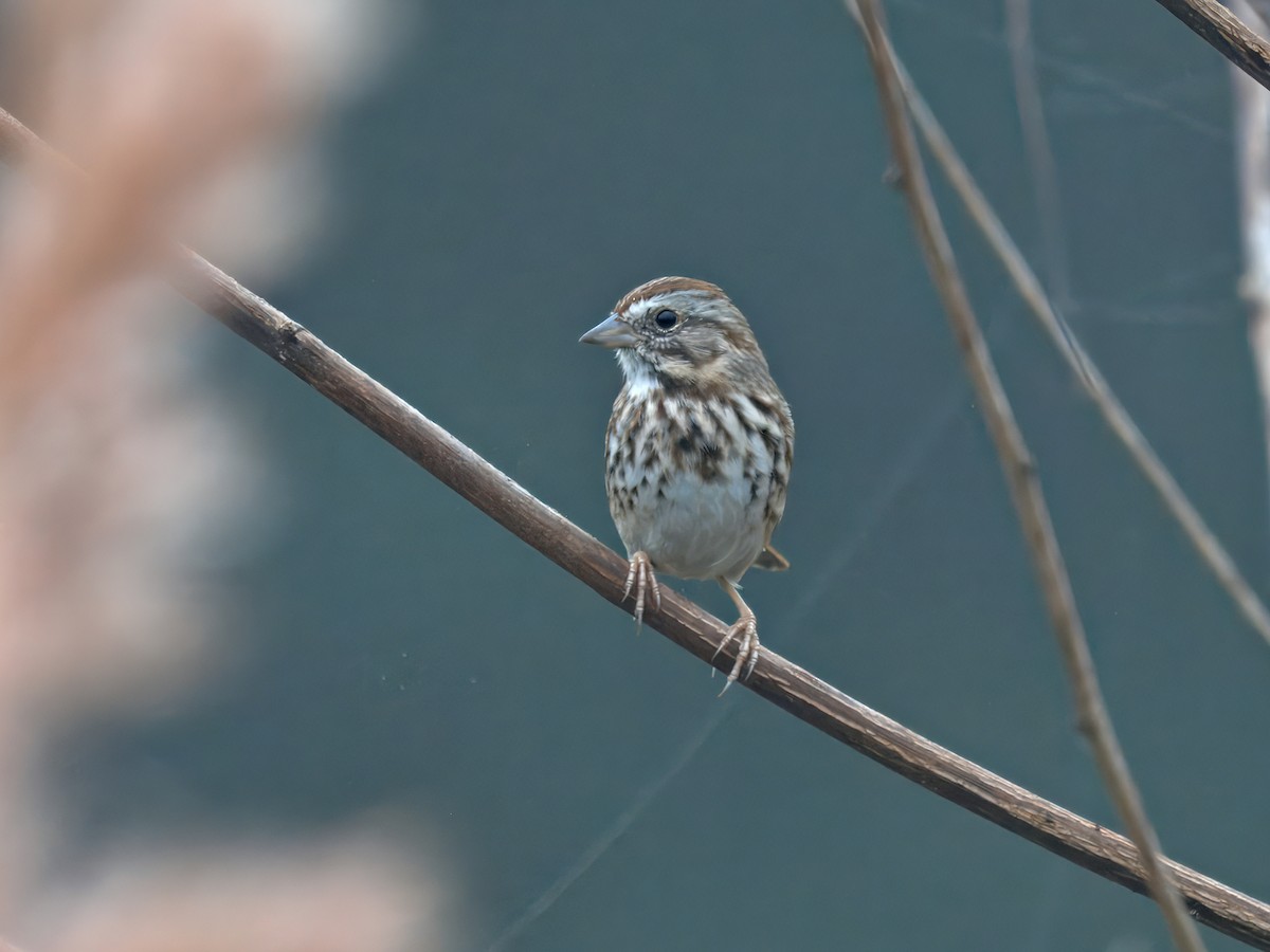 Song Sparrow - ML645778290
