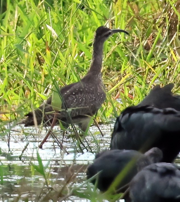 Hudsonbrachvogel - ML645778291