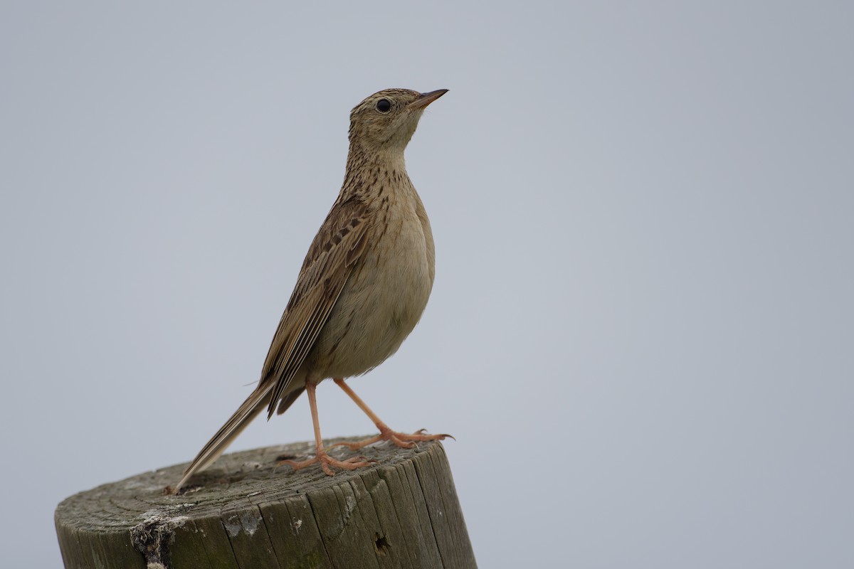 Hellmayr's Pipit - ML645778294