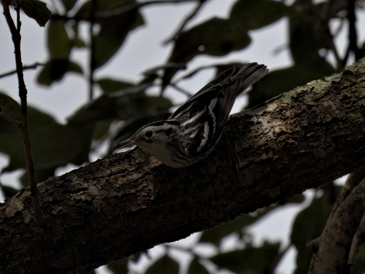 Black-and-white Warbler - ML645778300