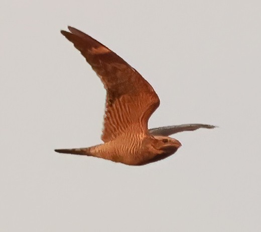 Texasnachtschwalbe - ML645778301