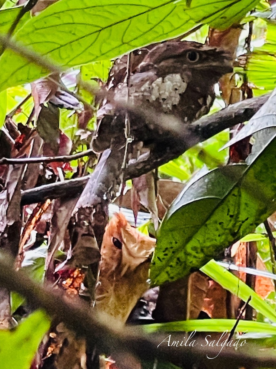 výreček srílanský - ML645778317