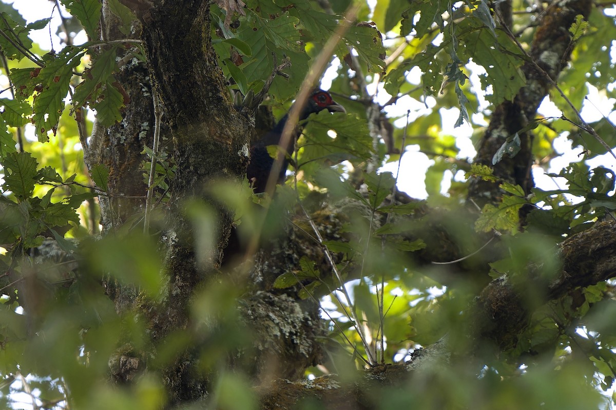 Mrs. Hume's Pheasant - ML645778337