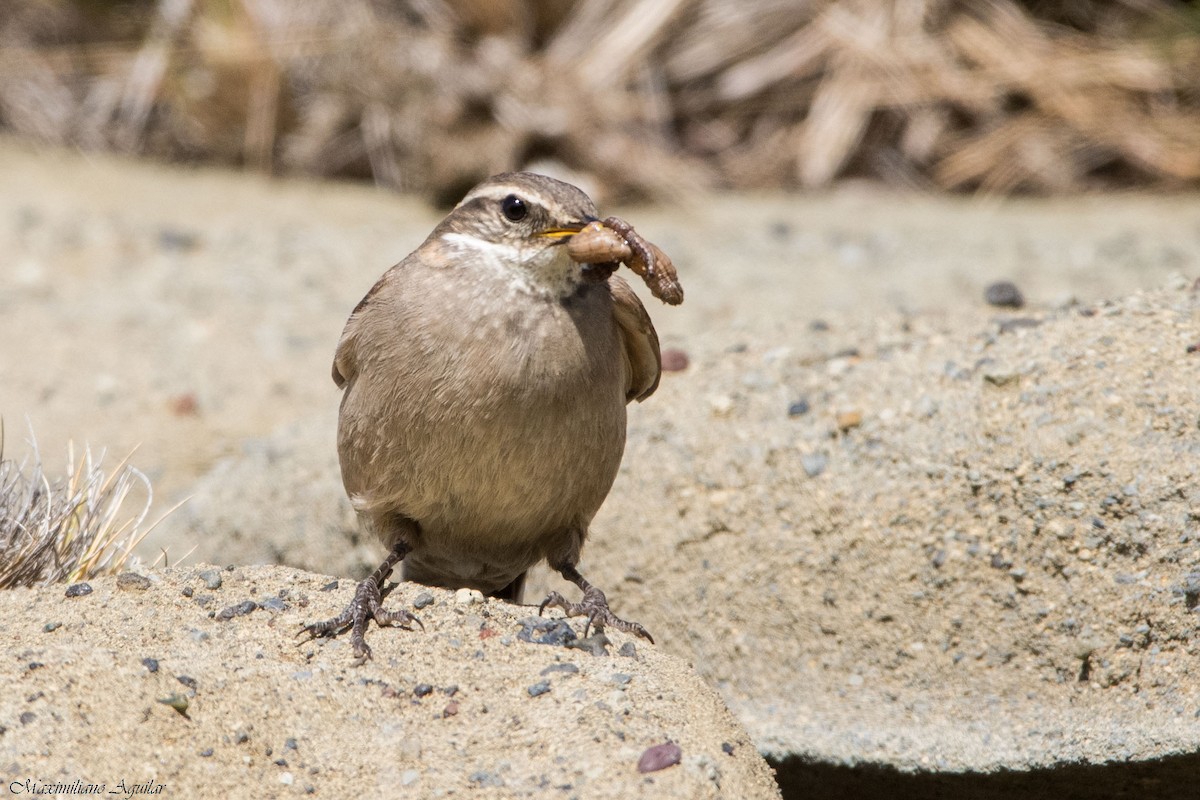 Buff-winged Cinclodes - ML645778339